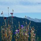 "Bergtour Grünten Blumentopfpflanzen Alpe Schwende"