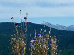 "Bergtour Grünten Blumentopfpflanzen Alpe Schwende"