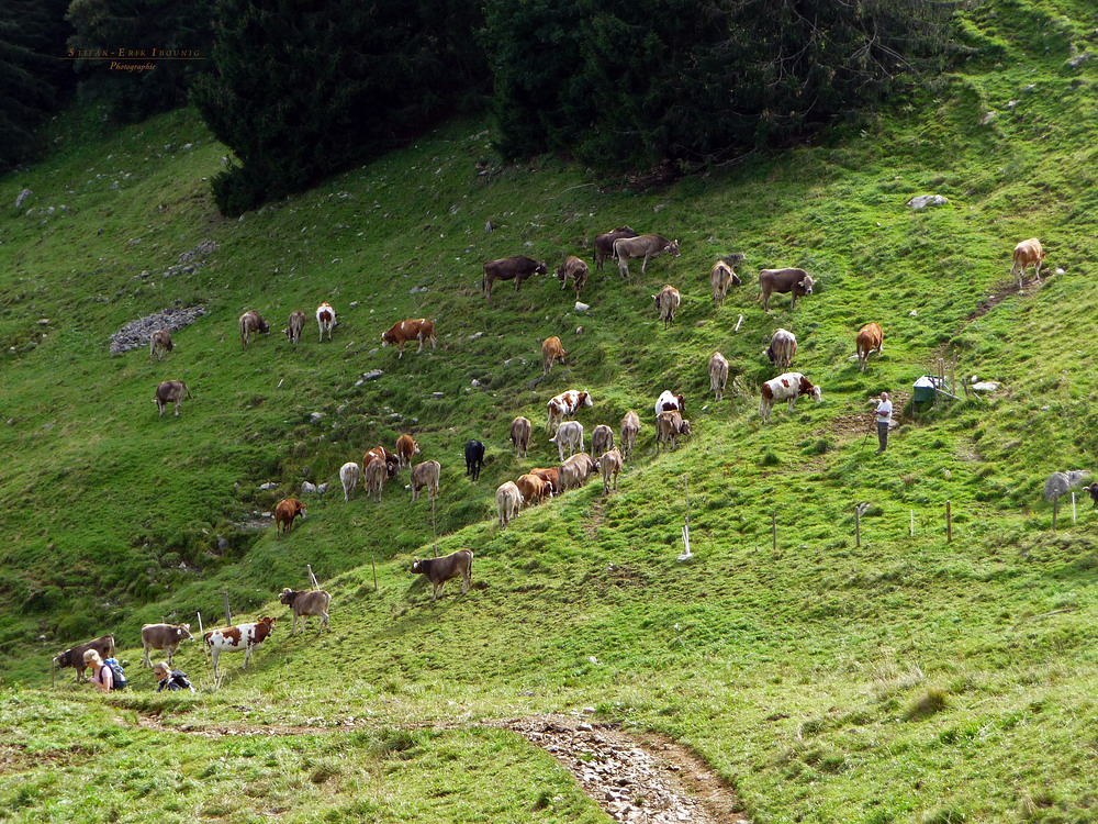 "Bergtour Grünten Weideglück"