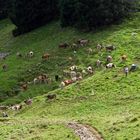 "Bergtour Grünten Weideglück"