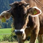 "Bergtour Grünten Weideglück"