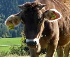 "Bergtour Grünten Weideglück"