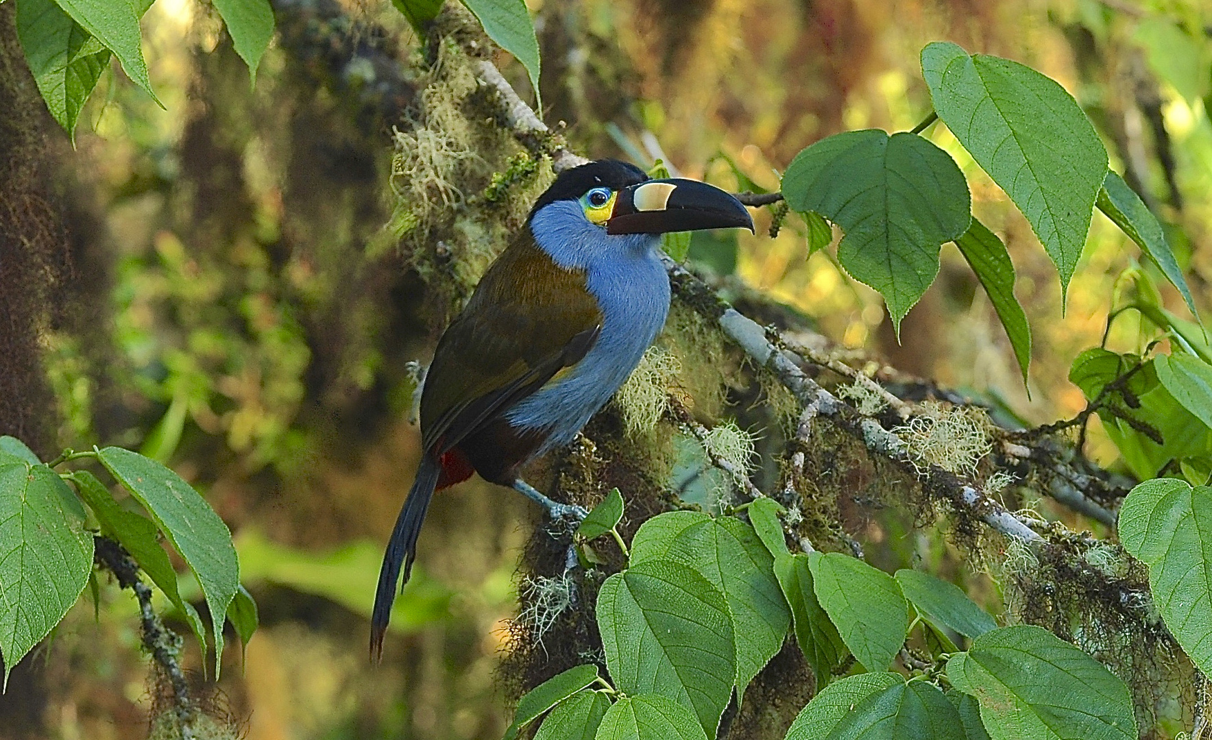 Bergtukan aus dem Nebelwald von Ecuador