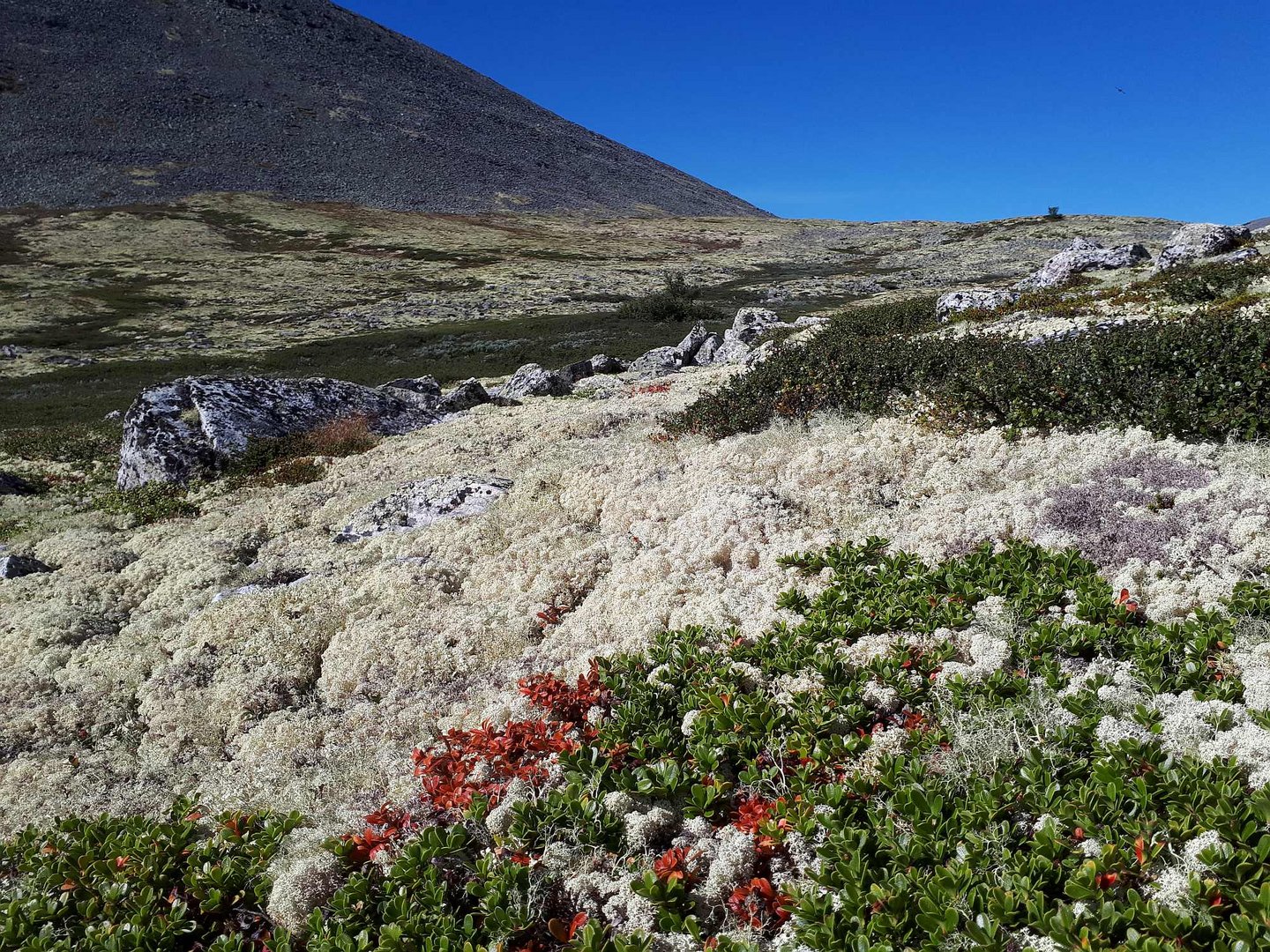 Bergtundra im Rondane-Nationalpark...