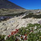 Bergtundra im Rondane-Nationalpark...