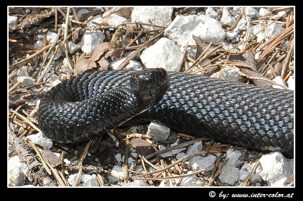 Bergviper oder Höllenotter