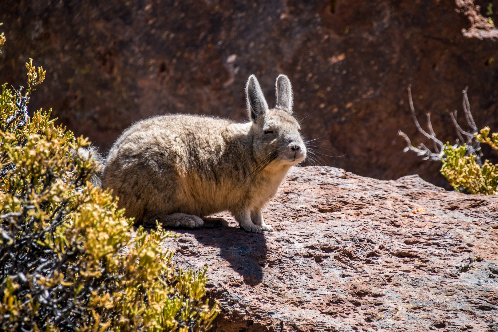 Bergviscacha