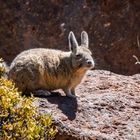 Bergviscacha