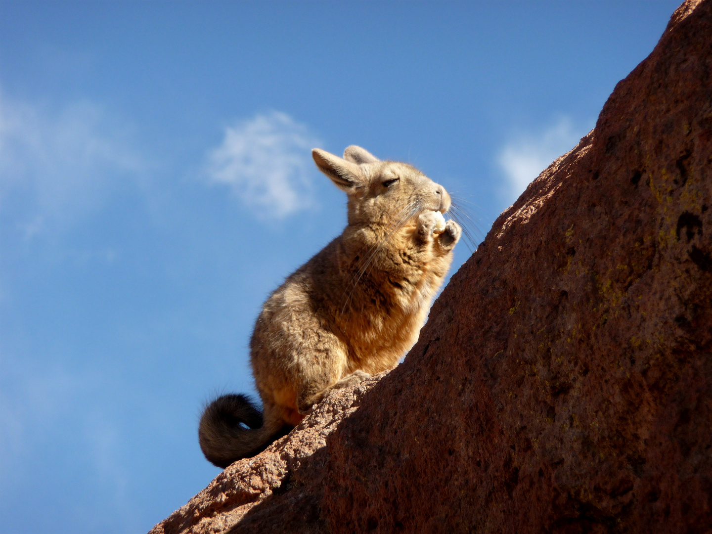 Bergviscacha