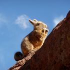 Bergviscacha