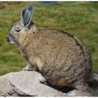 Bergviscacha