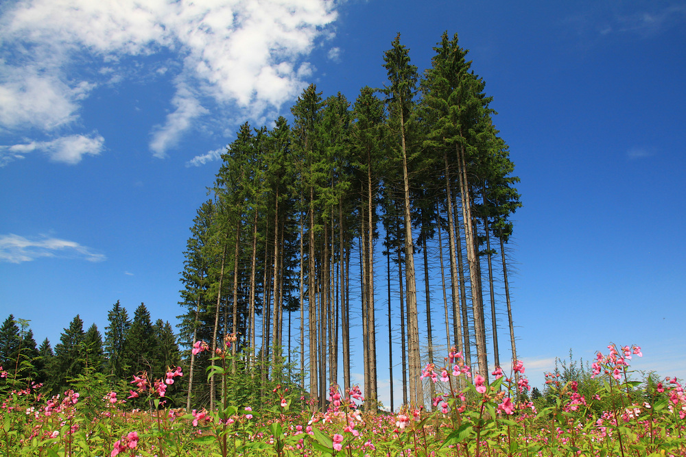 Bergwald