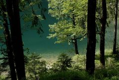 Bergwald am Eibsee