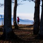 Bergwald am Kandel