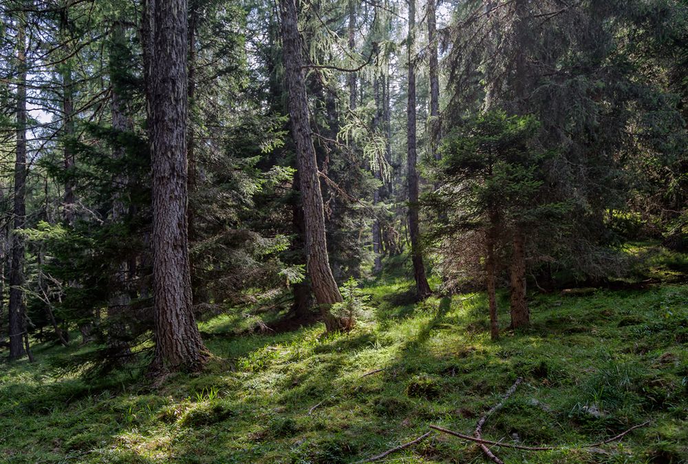 Bergwald am Kreuzeck