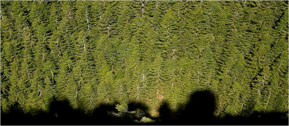 Bergwald aus der Vogelperspektive