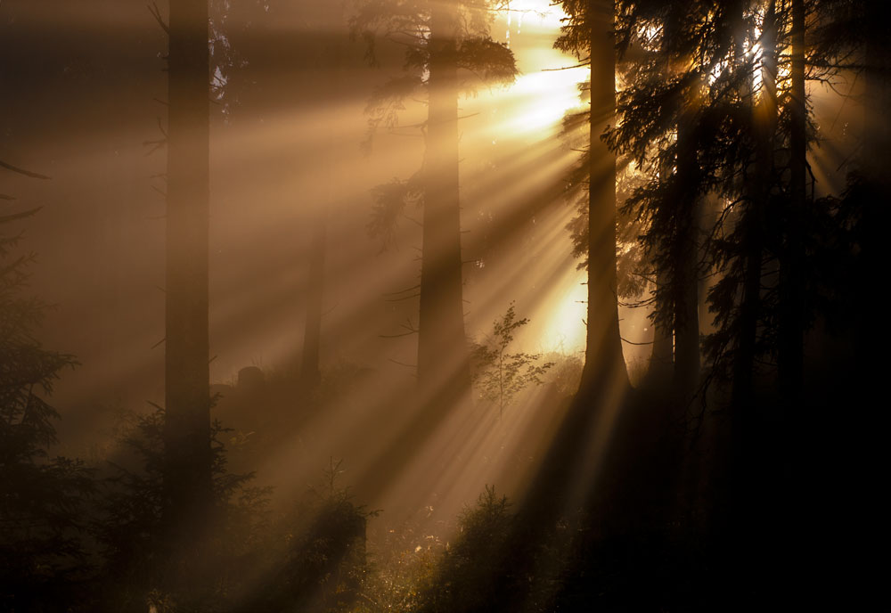 Bergwald bei Herbstsonne