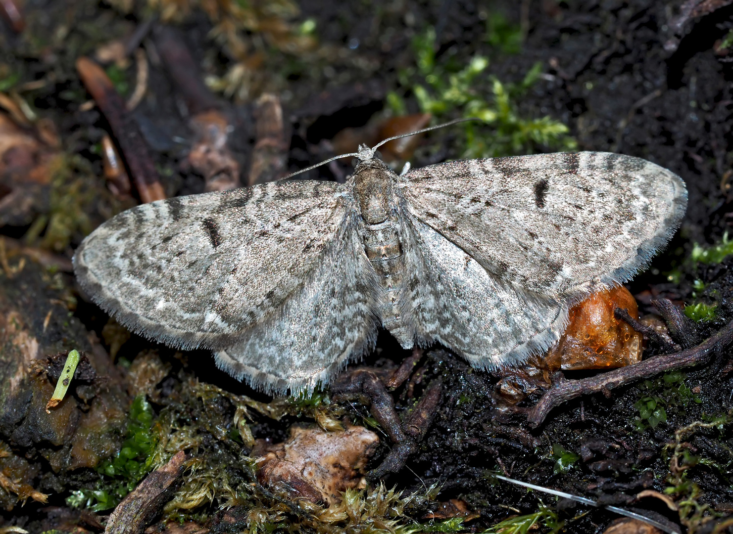 Bergwald-Doldengewächs-Blütenspanner (Eupithecia trisignaria) - Un papillon de nuit.