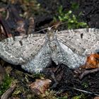 Bergwald-Doldengewächs-Blütenspanner (Eupithecia trisignaria) - Un papillon de nuit.