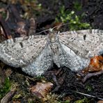 Bergwald-Doldengewächs-Blütenspanner (Eupithecia trisignaria) - Un papillon de nuit.