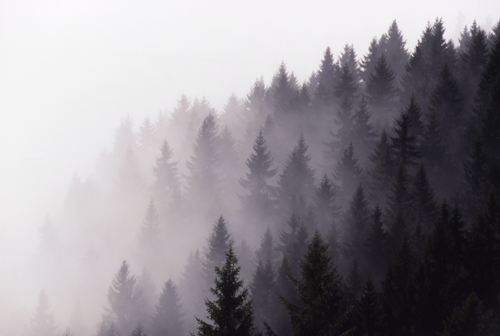 Bergwald im Berner Oberland