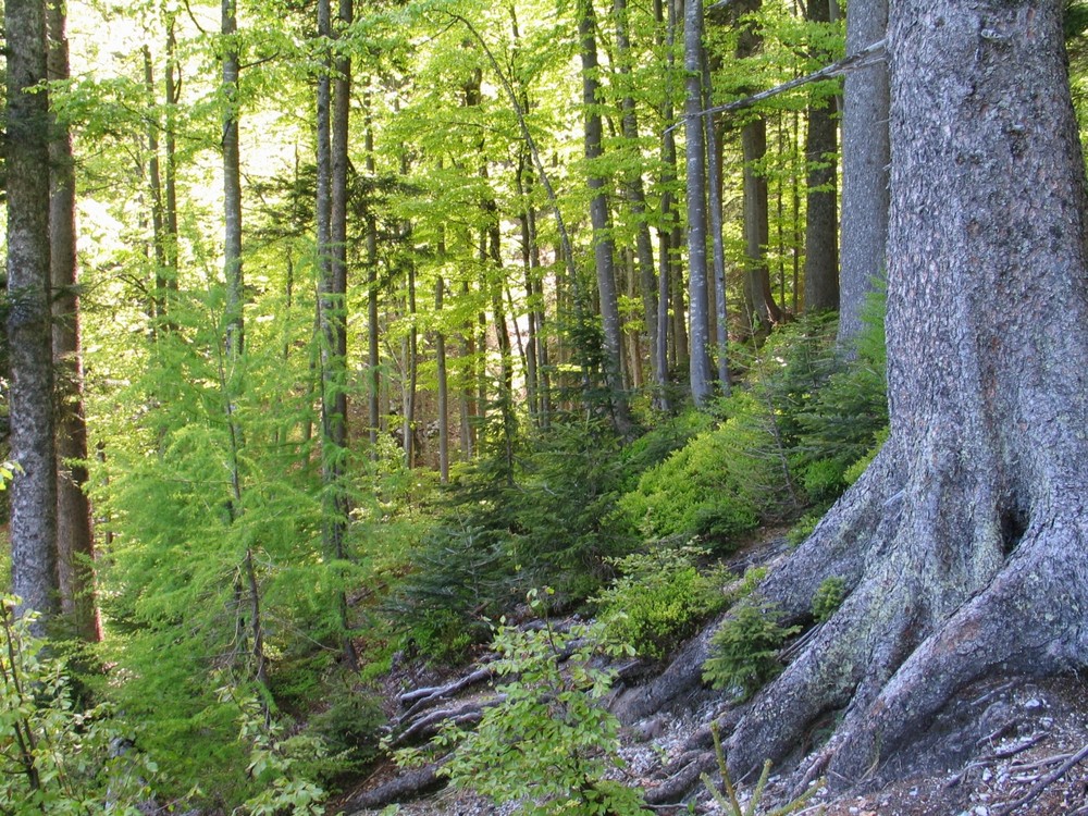 Bergwald im Frühling