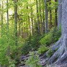 Bergwald im Frühling