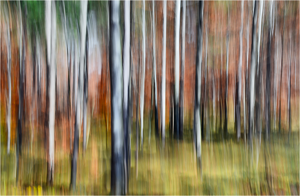 Bergwald im Herbst