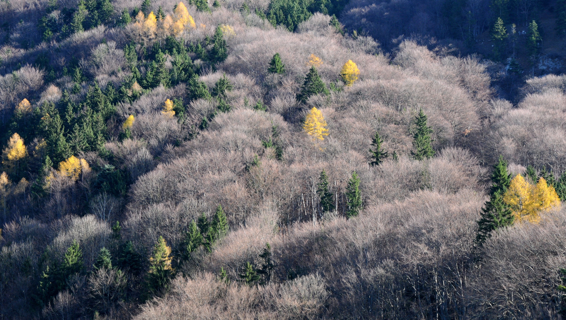 Bergwald im Herbst