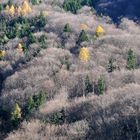 Bergwald im Herbst