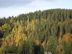 Bergwald im Herbst