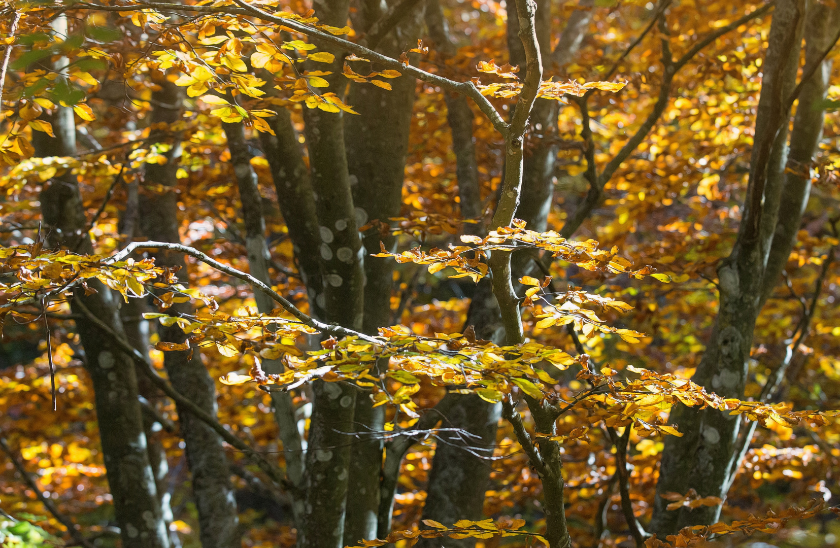 Bergwald im Herbst