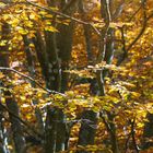 Bergwald im Herbst