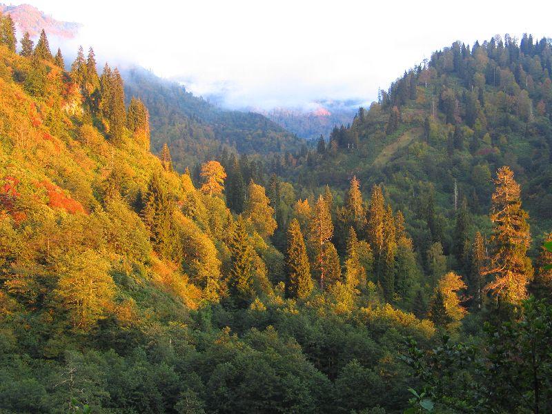 Bergwald im Herbstkleid