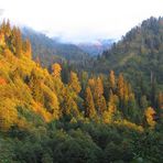 Bergwald im Herbstkleid