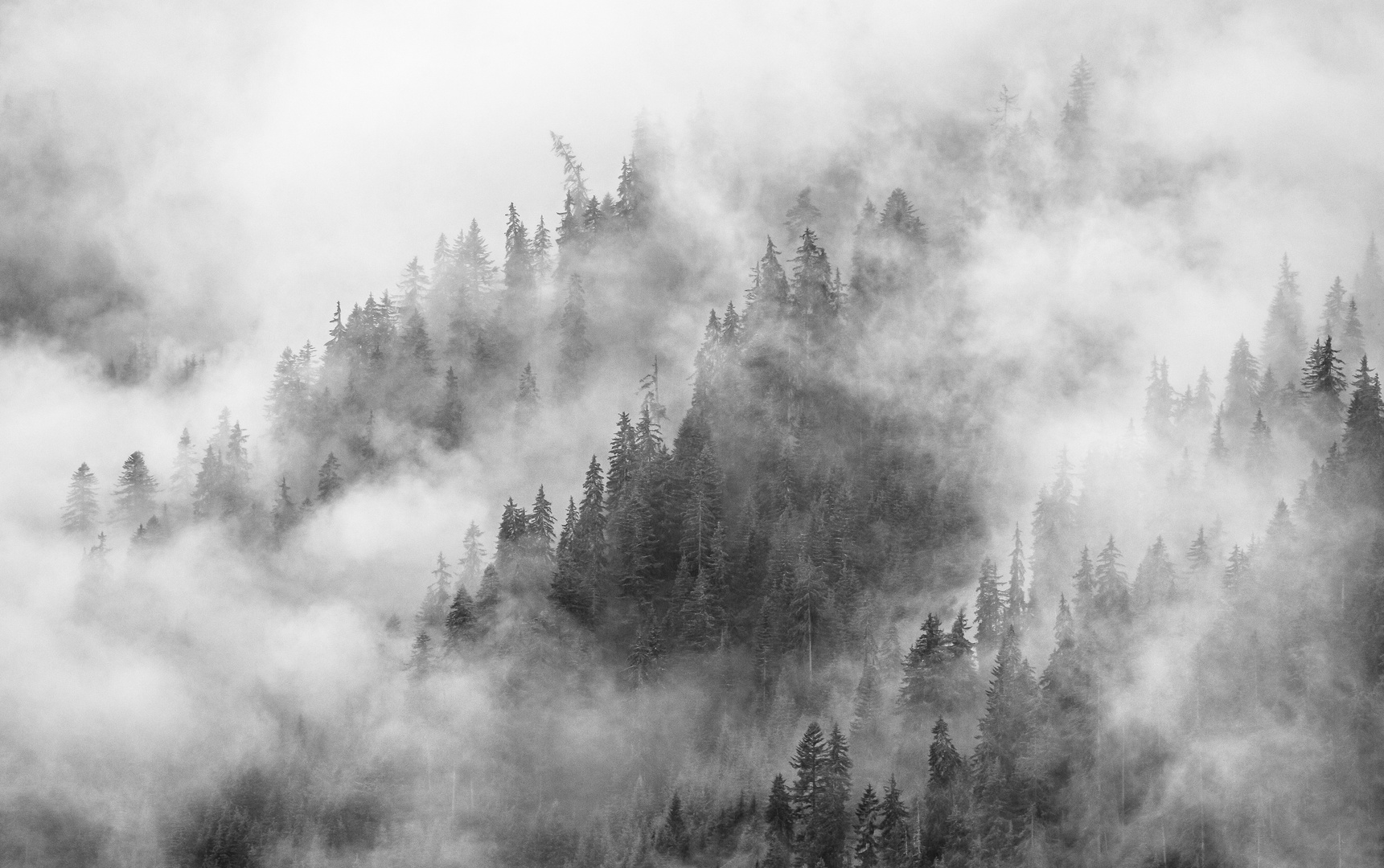 Bergwald im Nebel