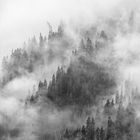 Bergwald im Nebel