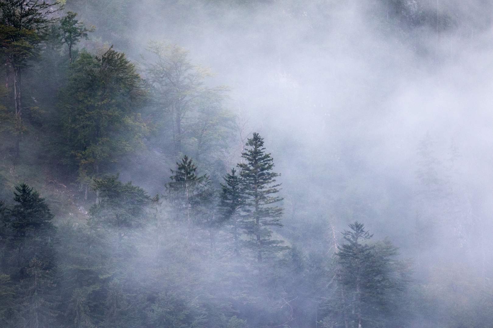 Bergwald im Nebel