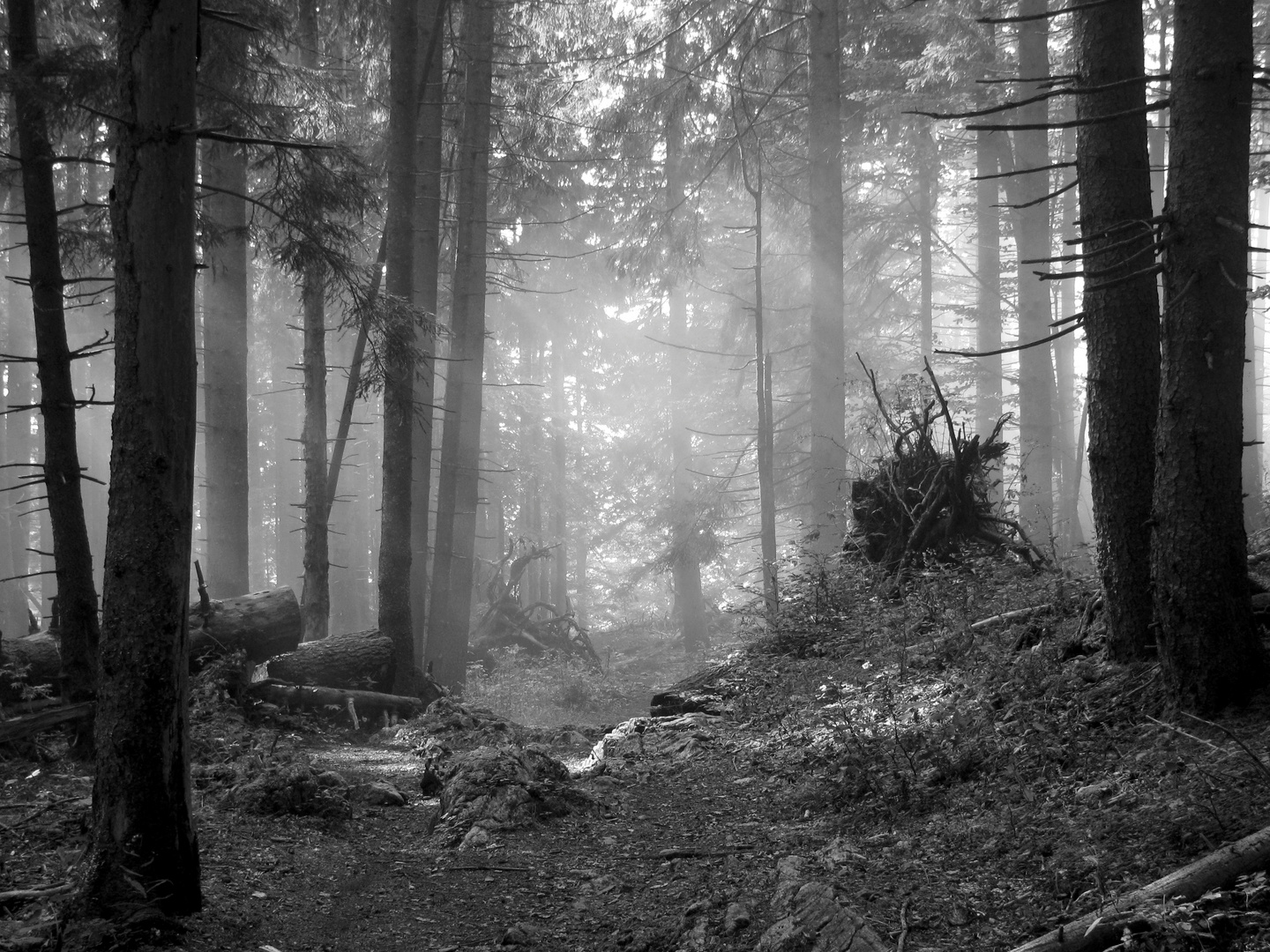 Bergwald im Nebel