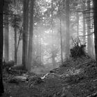 Bergwald im Nebel