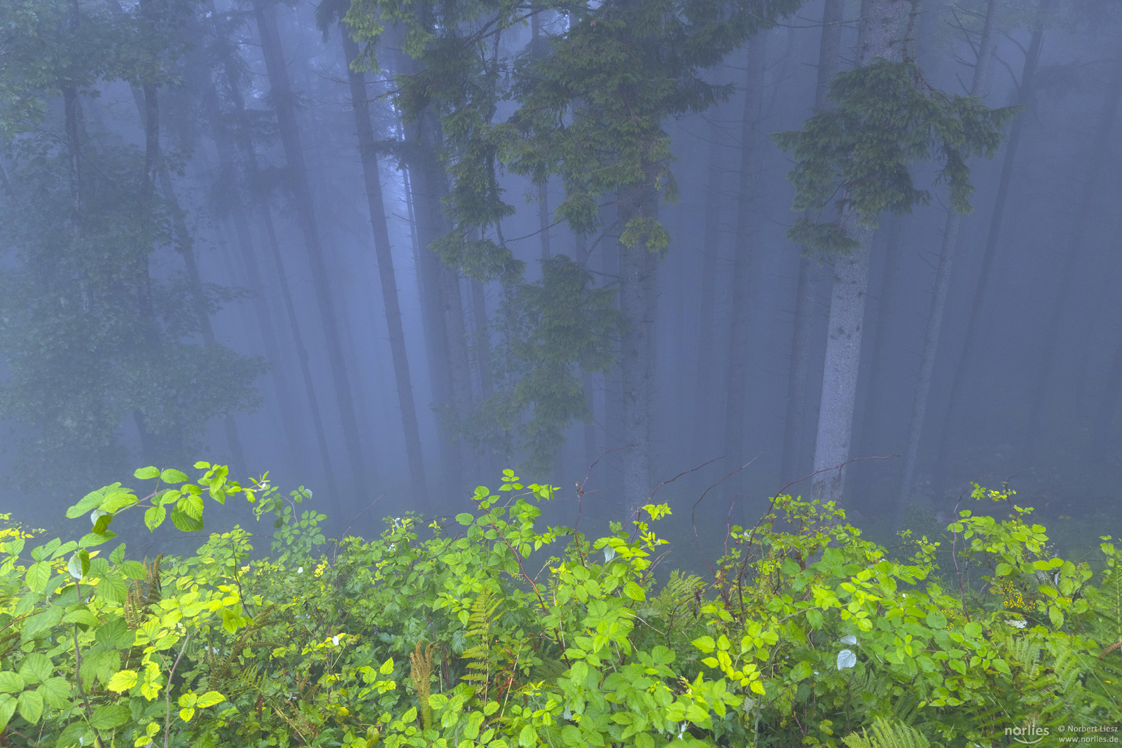 Bergwald im Nebel