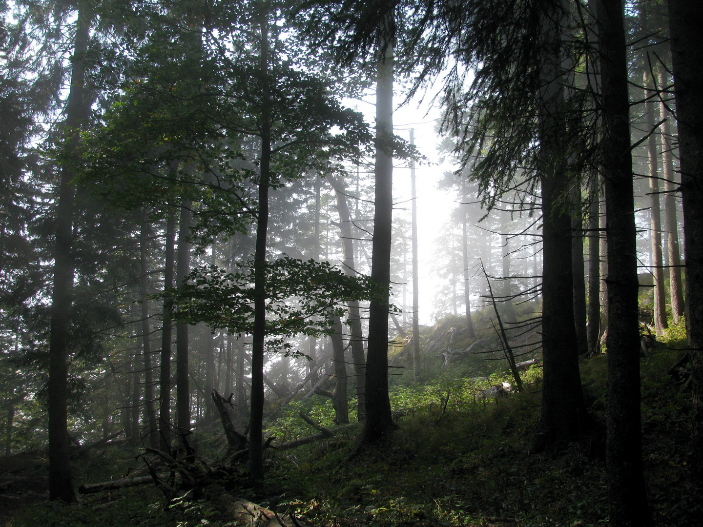 Bergwald im Nebel II