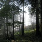 Bergwald im Nebel II