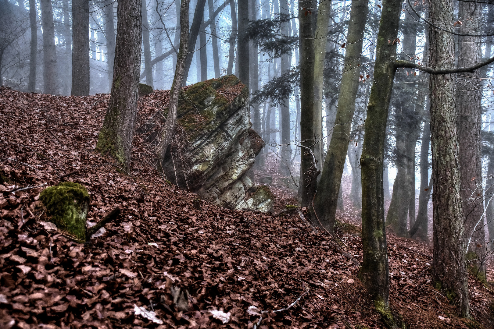 Bergwald in der Eifel