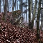 Bergwald in der Eifel