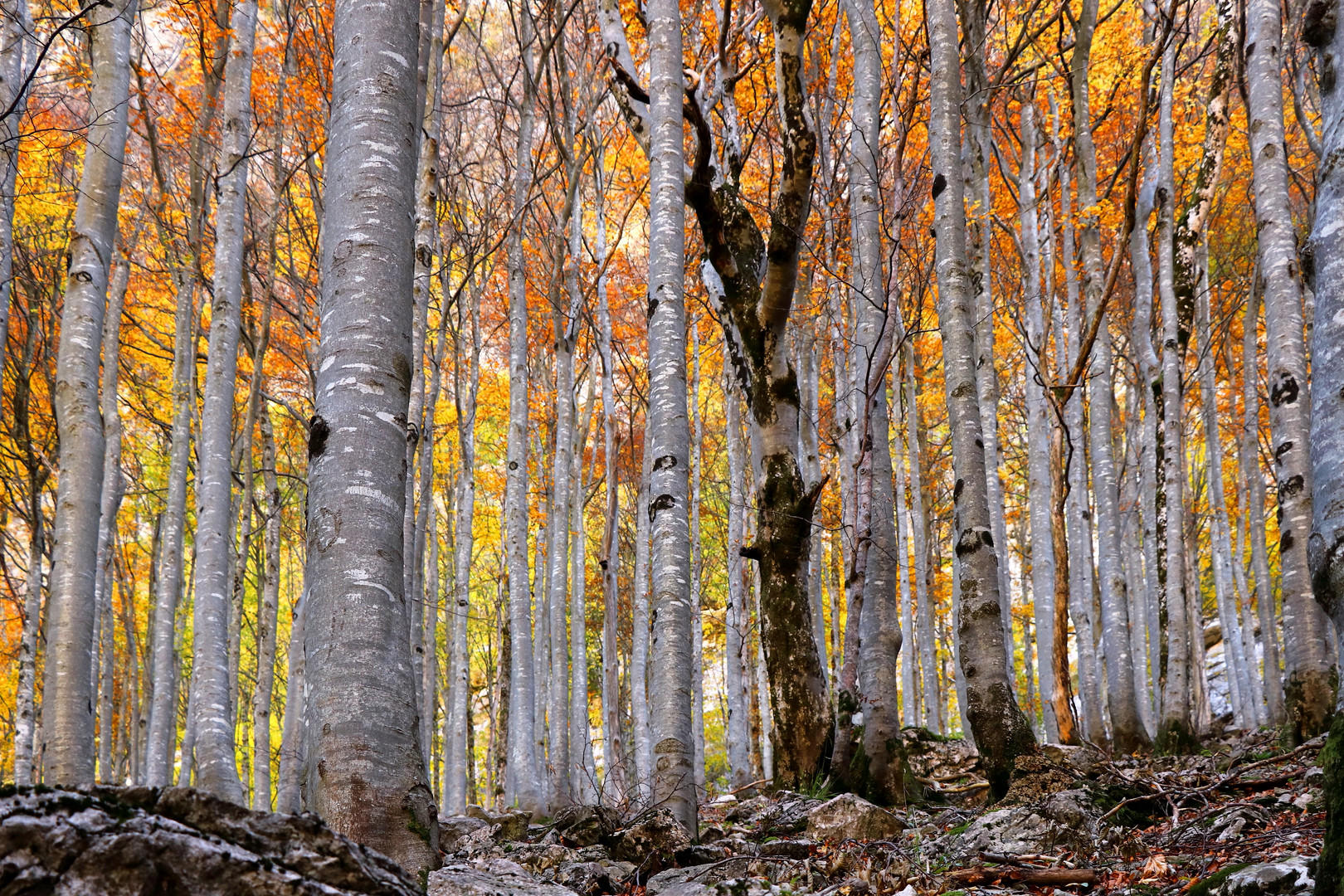 Bergwald in "Flammen"