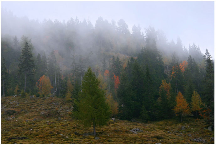 Bergwald in Wolken