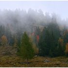 Bergwald in Wolken