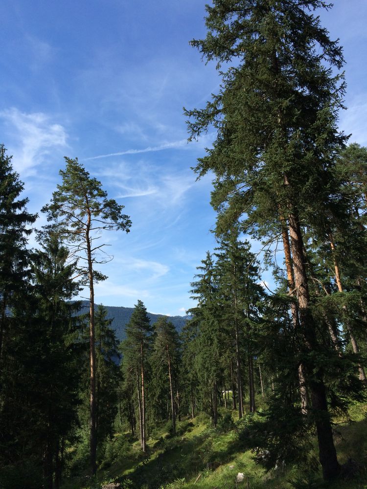 Bergwald Landschaft