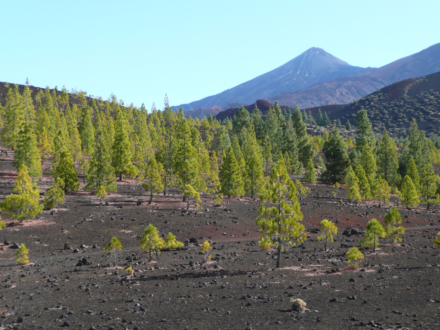 Bergwald mit Vulkan auf Teneriffa